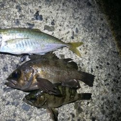 回遊待ちのしんどい釣り